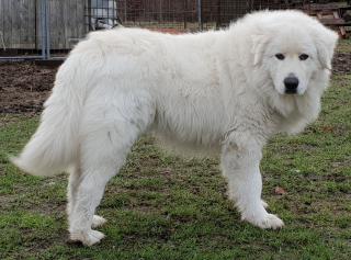 Maremmano Abruzzese Herdenschutzhund Deckrüde