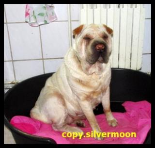 Suchen für 3 Shar Pei- Hündinnen ein neues Zuhause.