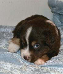 Knuffige Miniature Australian Shepherd Welpen mit Papiere