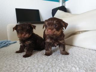 Yorkshire Terrier aus Potsdam in Schoko and Tan