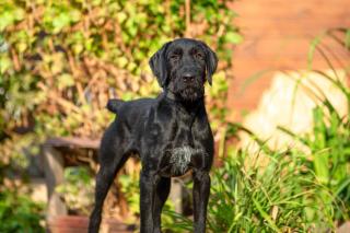 Riesenschnautzer Mischling Charly sucht ein Zuhause