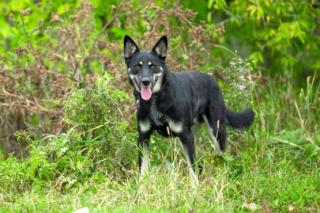 Schäferhund-Mischling Caesar sucht ein neues Zuhause