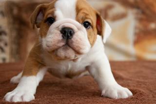 Englisch Bulldogge Welpen suchen ihre Familie