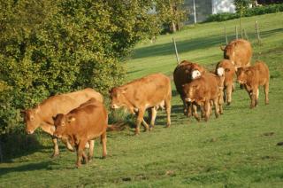 Limousin einjährig