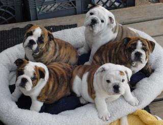 Englische und Französisch Bulldogge welpen suchen neues Zuhause