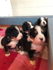 Berner Sennenhund - Welpen, Rüden