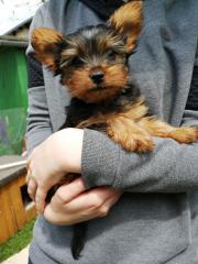 Yorkshire Terrier suchen bald neues Zuhause