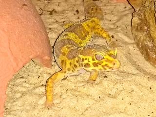 Geckos mit schönen Farben