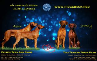 Rhodesian Ridgeback Welpen Wurfplanung AKTUELL - zum September 2021