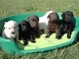 Labrador Welpen in allen farben mit Papieren