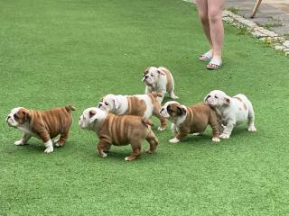 Wunderschöne Englische Bulldoggen Suchen ein neues zuhause