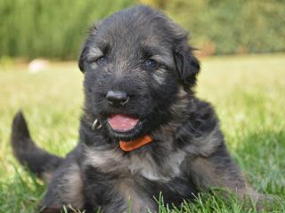 Langhaarschäferhunde Welpen