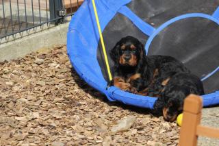 Gordon Setter Welpen VDH