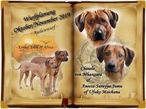 Rhodesian Ridgeback Welpen zwischen dem 20. und 25. Oktober 2021