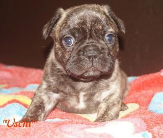 Französische Bulldoggen Hündin Uschi mit Ahnentafel