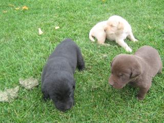 Labradorwelpen in blond schoko u schwarz