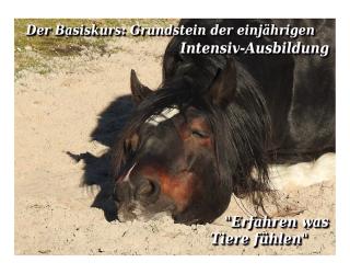 Tierkommunikation Basiskurs Rastede 7/8 Dez. bei Oldenburg / Niedersachsen