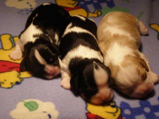 Cavalier king chars spaniel