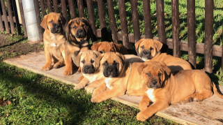 Welpen Bullmastiff Mix