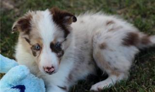 Border Collie - Ein Freund fürs Leben