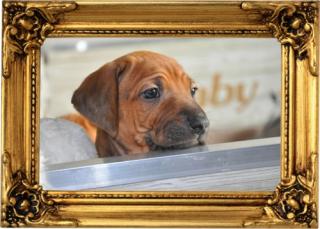 Rhodesian Ridgeback Welpen Auslesewurf