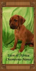 Rhodesian Ridgeback Welpen mit Papiere Auslesewurf