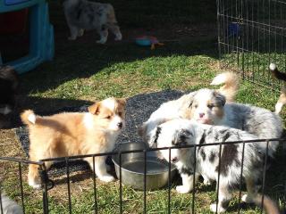 Bezaubernde Australian Shepherd Welpen suchen langsam ein passendes Zuhause