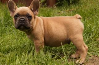 Sehr schöne typvolle reinrassige Französische Bulldogge Hundewelpen