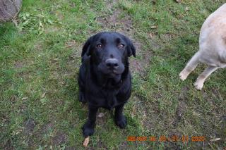 3 Labrador weibchen suchen ein Zuhause