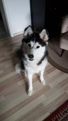 Husky Hündin sucht Zuhause