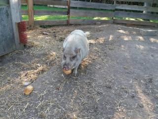 Hängebauchschwein zu verkaufen