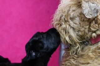 Schwarze Russische Terrier Welpen