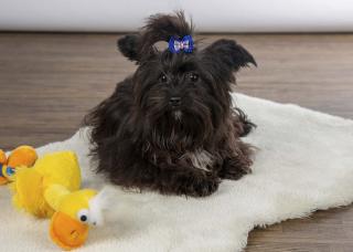 Yorkshiere Terrier in black mit Ahnentafel sucht neues Schloß