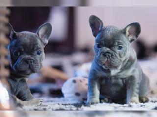 Französische Bulldog Welpen mit Papieren mini