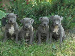 American Pitbull Blueline welpen 12 Wochen alt