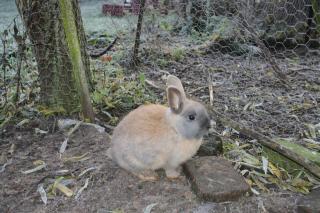 Zwergkaninchen zu verkaufen