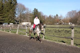 Suche Reitbeteiligung Reiter Sucht Pferd