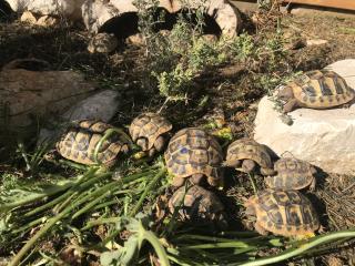 Nachzuchten Griechische Landschildkröten 2021/2018