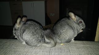 Zwei niedliche Chinchillas suchen neues Zuhause