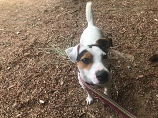 Ich suche ein neues und liebevolle Zuhause für meinen Jack Russell Terrier