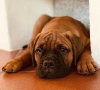 Bullmastiff Welpe