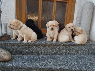 Deckrüde Labrador kein Verkauf