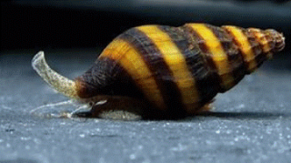 Zu viele Schnecken im Becken