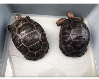 Sulcata Aldabra Schildkröten