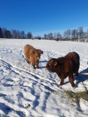 2 Highland Rinder