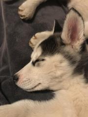 2 Siberian Husky Welpen Weibchen 13 Wochen alt