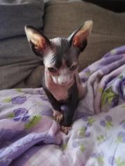 Sphynx Kitten abzugeben