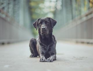 Labrador Rüde mit Top Charakter