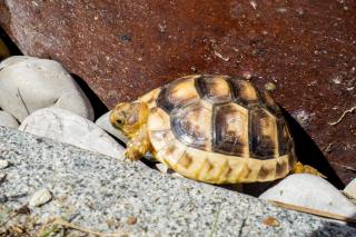 Breitrandschildkröte NZ 2021 Testudo Marginata Breitrand Schildkröte