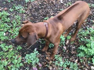 Verkaufe Ridgeback Rüden